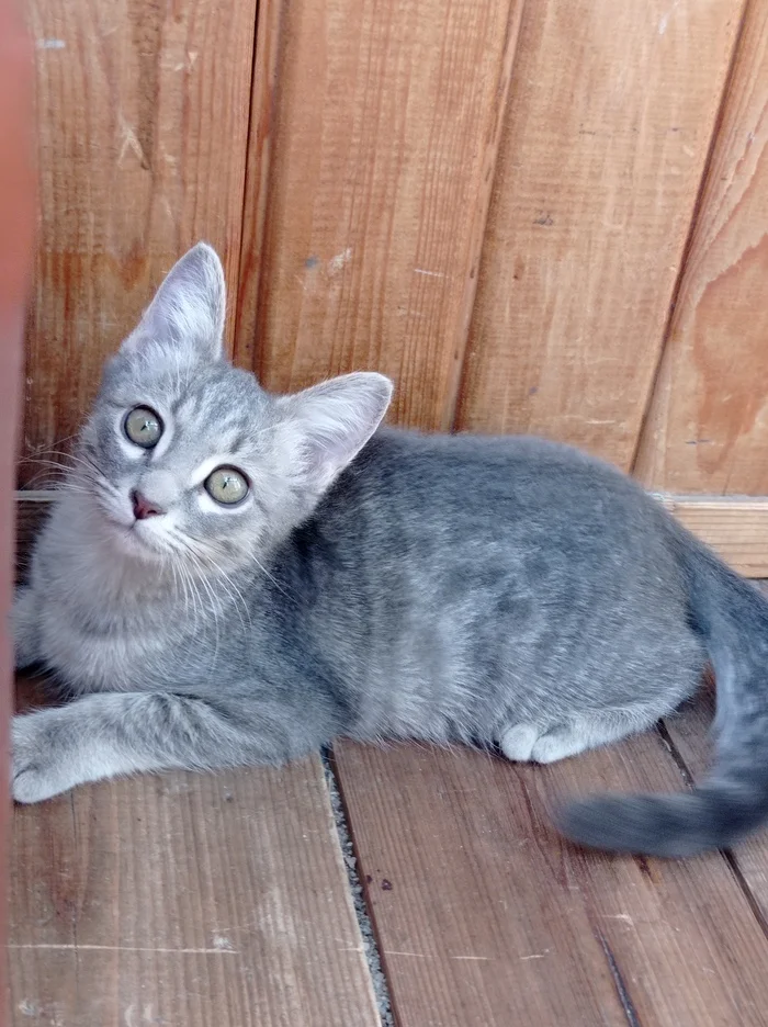 A cat named Coconut is looking for a home - Volunteering, Animal Rescue, Homeless animals, Saratov, In good hands, Kittens, cat