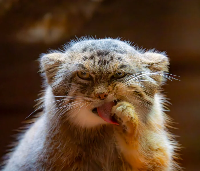 When it was tasty, but not enough... - Pallas' cat, Small cats, Zoo, Predatory animals, Cat family, Wild animals