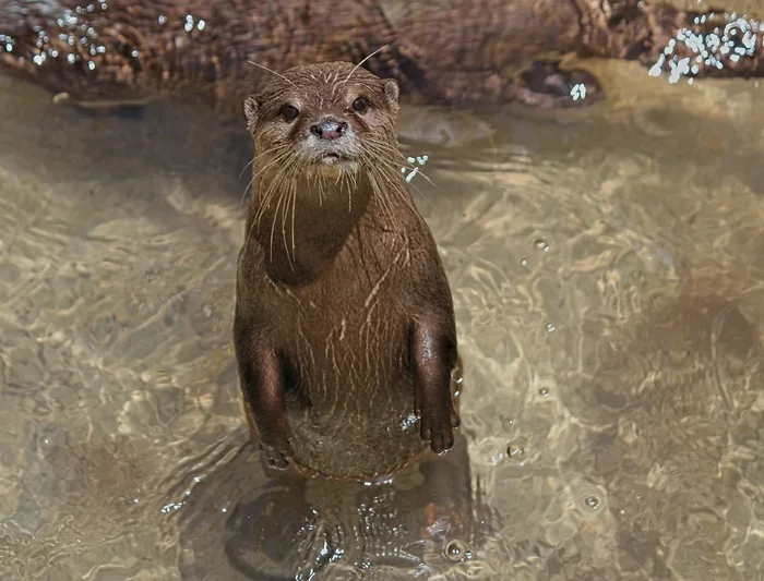 In the US, an otter attacked a child and dragged him into a river - Otter, Children, Attack, USA, Washington, Cunyi, Predatory animals, Wild animals, Dangerous animals, Incident, Kus, Killing an animal, Negative