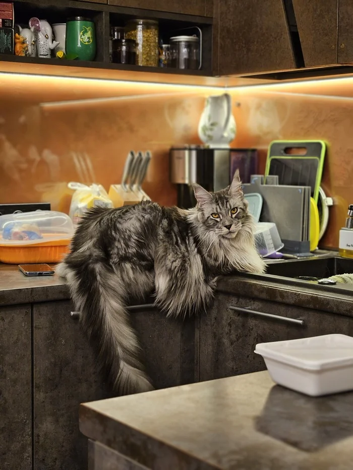 Life is not the same without a cat... - My, cat, Maine Coon, beauty, Longpost