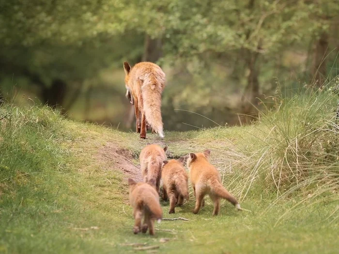 They are seeing their mother off on a hunt - The photo, Fox, Animals, In the animal world