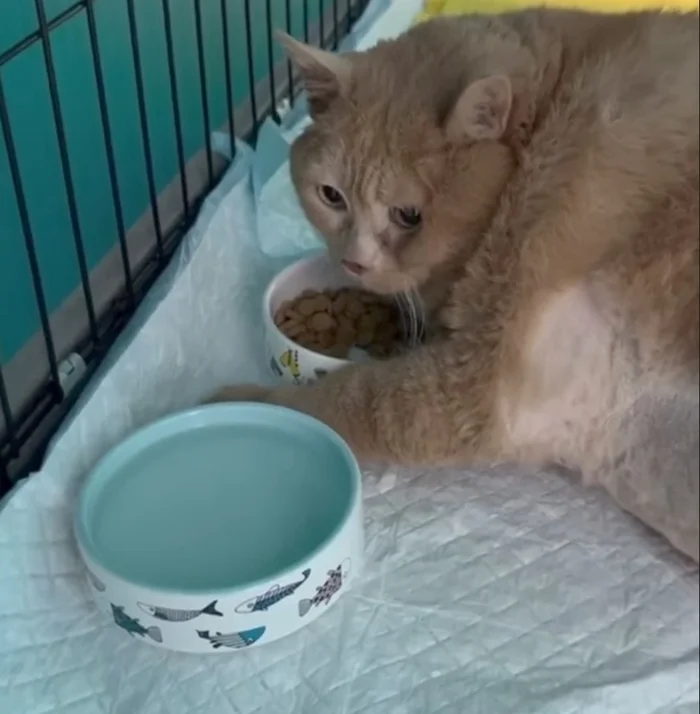 Reply to the post Kroshik's morning rituals in the rehabilitation center - cat, Kroshik, Kroshik the Cat, Obesity, Fat cats, Animal shelter, Permian, VKontakte (link), Vertical video, Video VK, Video, Reply to post