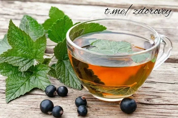 What are the benefits of decoctions and teas made from currant leaves? - Nutrition, Proper nutrition, Healthy lifestyle, Health, Sports Tips, Diet, Slimming, Gym, Тренер, Breakfast, Video recipe, Dessert, Excess weight, Yummy, Men's cooking, Telegram (link)