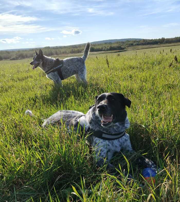 Четвероногоие стихи)