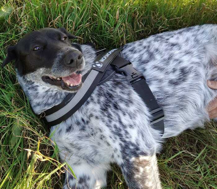 Четвероногие стихи)