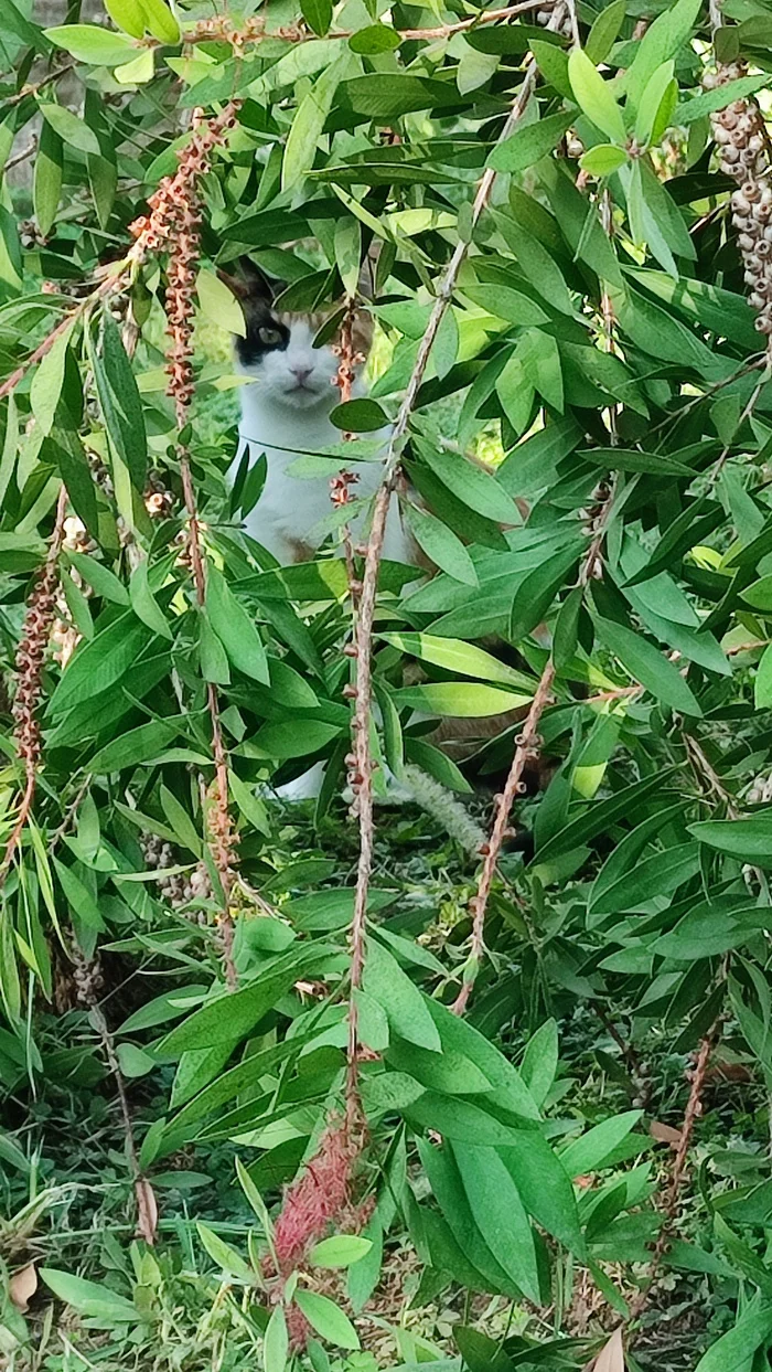 Hello! - My, Mobile photography, cat, Tricolor cat, The photo