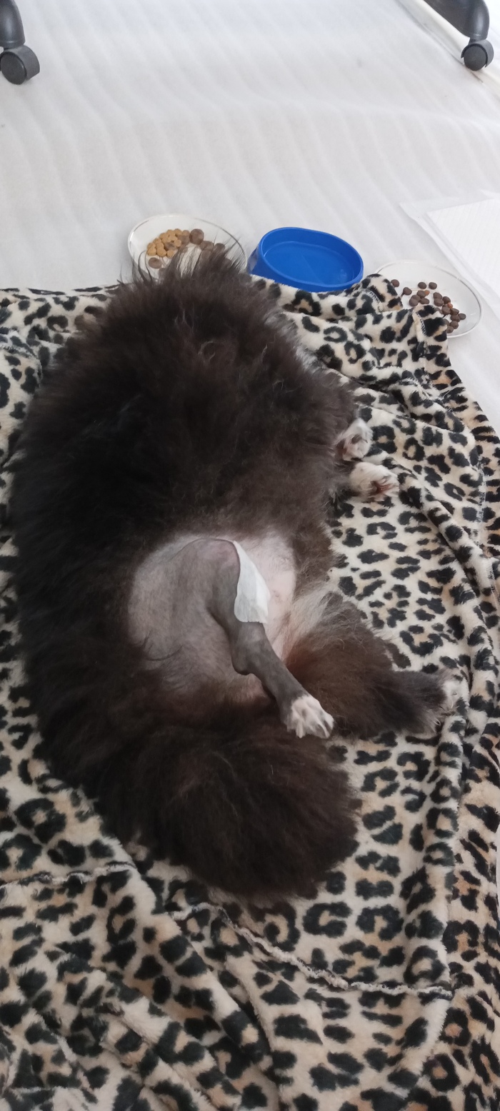 Бритая пострадавшая лапа. Пол в комнате застелен подложкой для ламината, чтобы лапы не скользили.