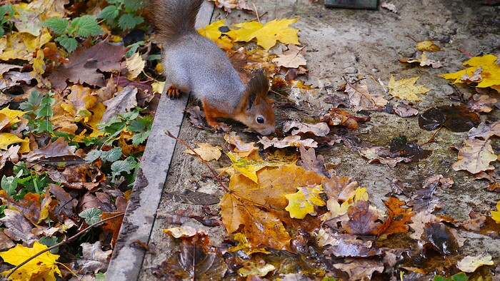 В поисках обеда