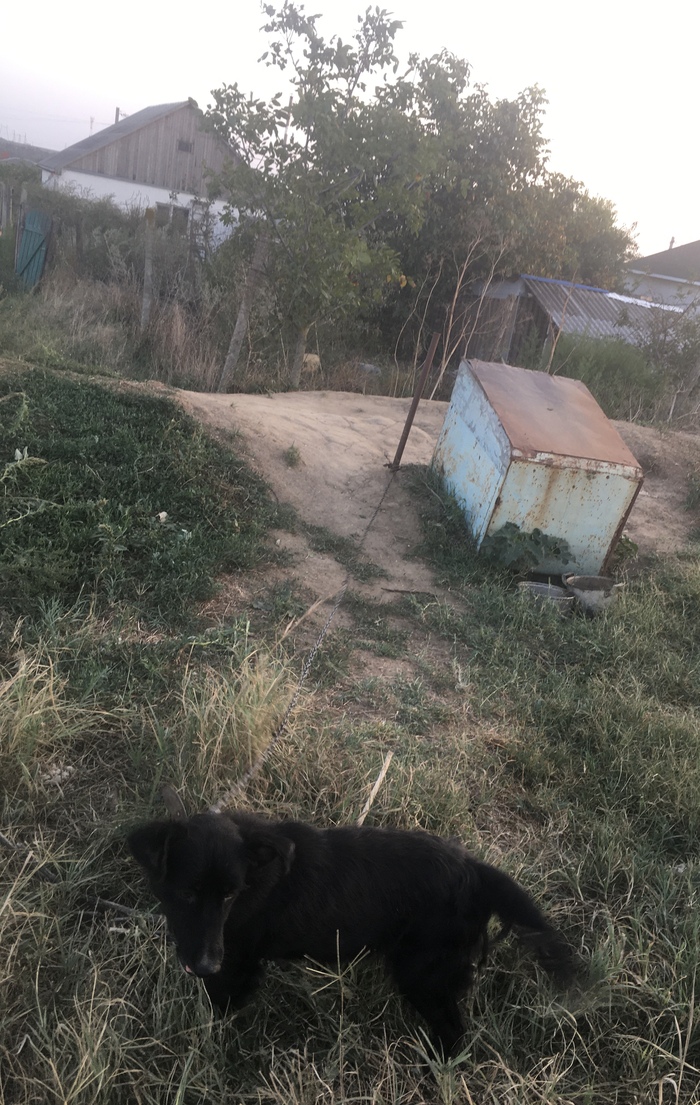 Копала в этой каменной целине ямку под пластиковую канистру для воды (обрезала 5-литровую), чтобы собака цепью не опрокидывала. Сделать такое же с кастрюлей хозяину в голову не пришло.