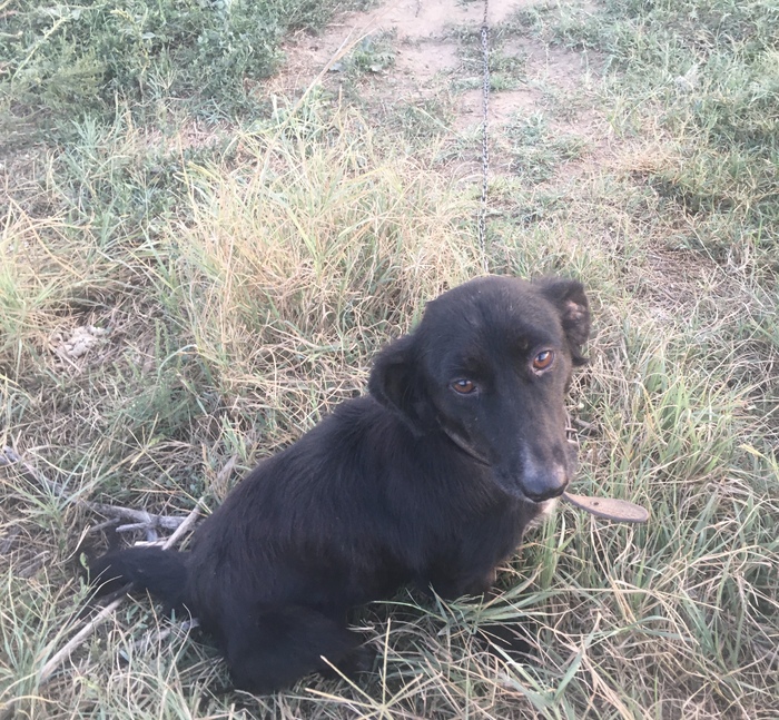 Каждый раз она обхватывала передними лапами мои ноги и не отпускала. Хозяину оставлю записку: "Ты - фашист." И очень хочется кое-чего другого написать.