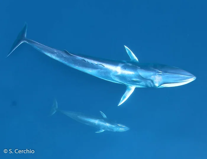 Omura's Minke Whales: The Secret Whale Species. Why Were These Sea Giants Only Discovered in 2003? - Whale, Rare view, Marine life, Animals, Wild animals, Yandex Zen, Yandex Zen (link), Longpost