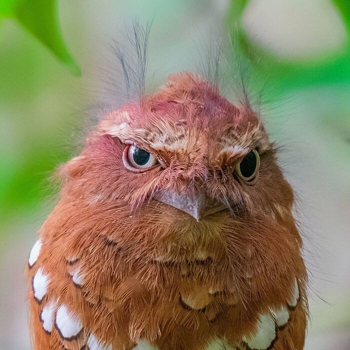 Female Long-tailed Frogmouth - Frog, Birds, Wild animals, wildlife, India, The photo