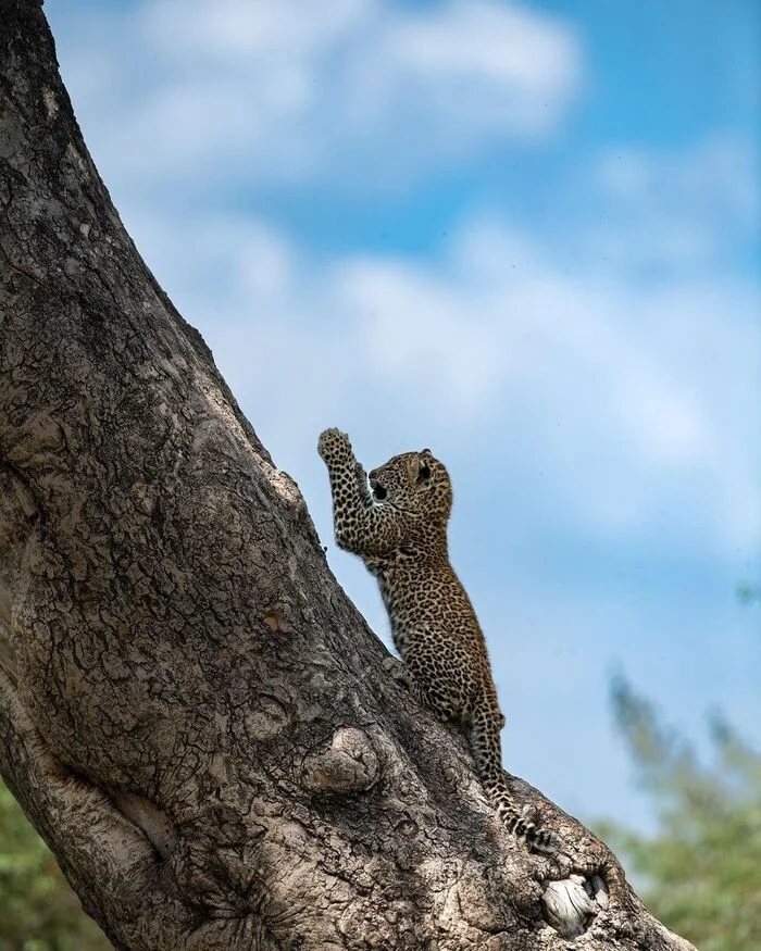 Time for yoga classes - Young, Leopard, Big cats, Cat family, Predatory animals, Wild animals, wildlife, Reserves and sanctuaries, Masai Mara, Africa, The photo, Tree