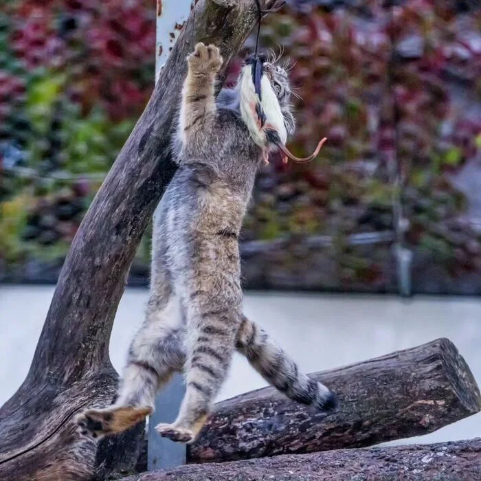 Little Hunter's Prey - Predatory animals, Wild animals, Cat family, Zoo, Pallas' cat, Small cats, The photo, Young, Mining, Carcass, Rat