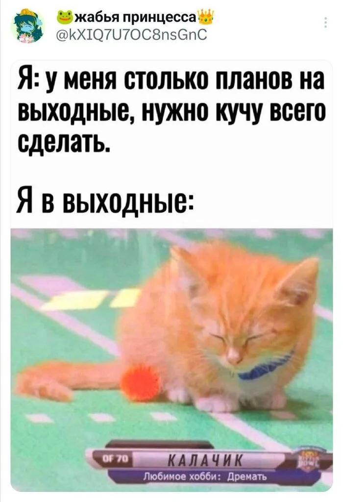 Да, я - Юмор, Мемы, Картинка с текстом, Кот, Выходные, Котята, План, Скриншот, Зашакалено