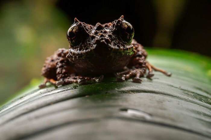 Лягушка рода Пристимантис