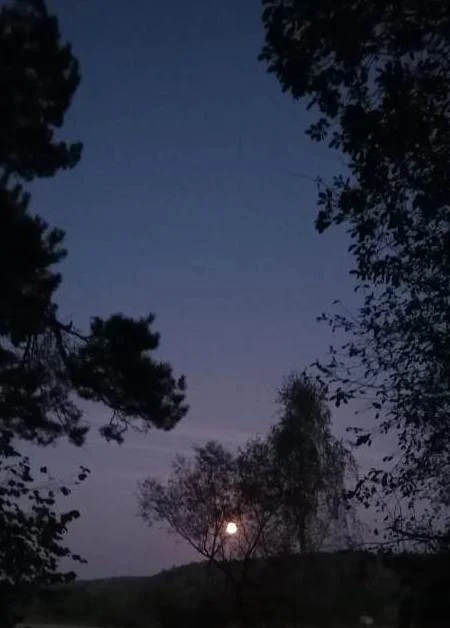 Full moon framed by trees - My, Peace, Nature, moon, Beautiful view