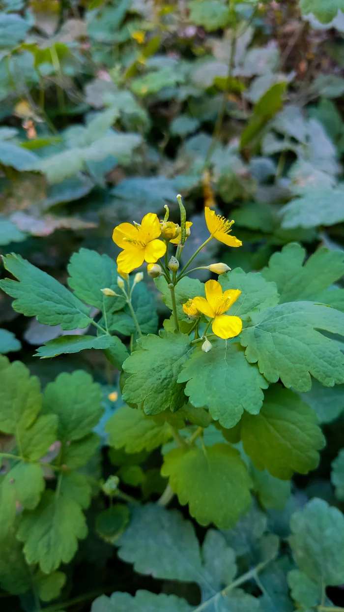 Photo project Let's take a closer look post #93. Celandine - Bloom, Macro photography, Biology, Nature, Garden, The photo, Microfilming, Plants, Longpost