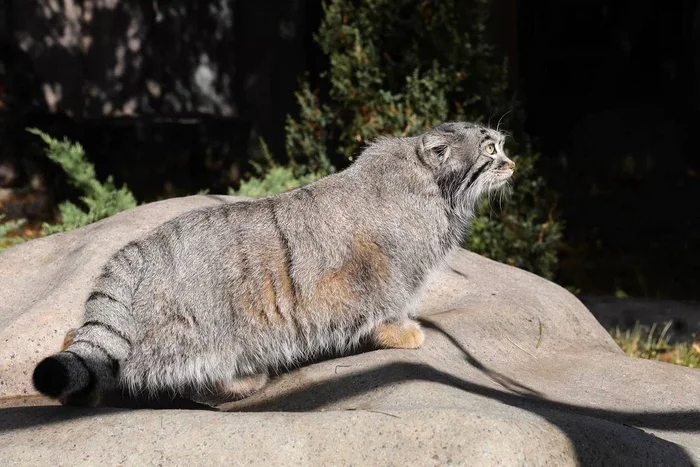 Winter is coming - Manul Timofey, Moscow Zoo, Fat cats, Wild animals, Pallas' cat, Small cats, Predatory animals, Cat family, Zoo, Video, Telegram (link), Longpost