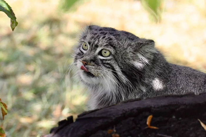 В начале лета Тимоша достиг своего минимального веса – в 3,75 кг, а сейчас он начал готовиться к зиме и наедать бочка. Летом и в начале осени манул активен, его часто можно увидеть в экспозиционной части вольера, вальяжно прогуливающегося по полочке.