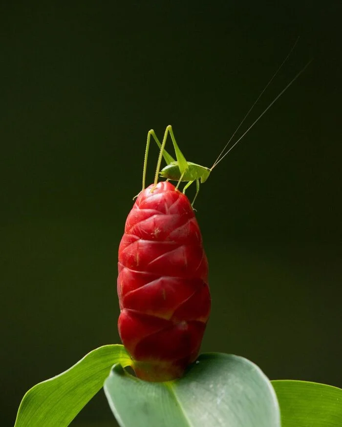 Grasshopper on an etlingera flower - Grasshopper, Insects, Arthropods, Wild animals, Flowers, Ginger, Plants, wildlife, Kalimantan, The photo