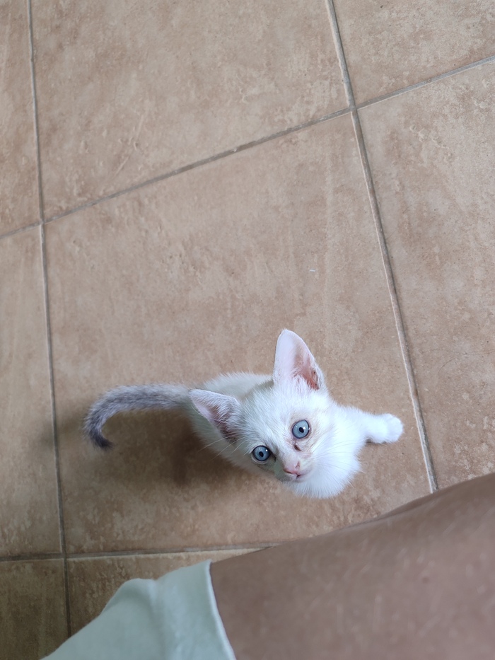,    Purina Pro Plan ?  , ,   , , 