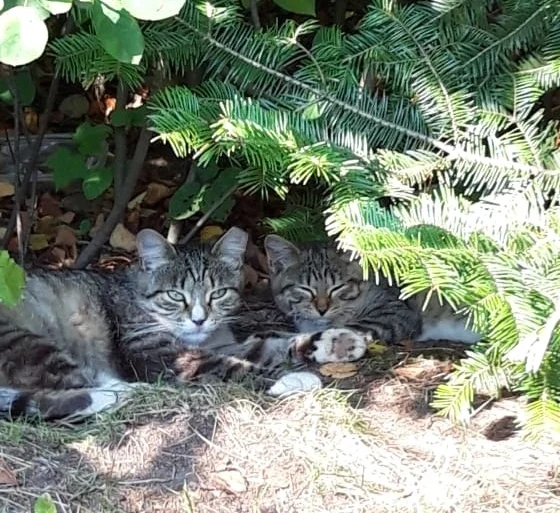 Two birch boletes under the fir tree, two shaggy little tails. I should collect them in a basket and bring them to the warm kitchen. - Saint Petersburg, Helping animals, Kittens, cat, In good hands, Leningrad region, No rating, Video, Youtube, Longpost