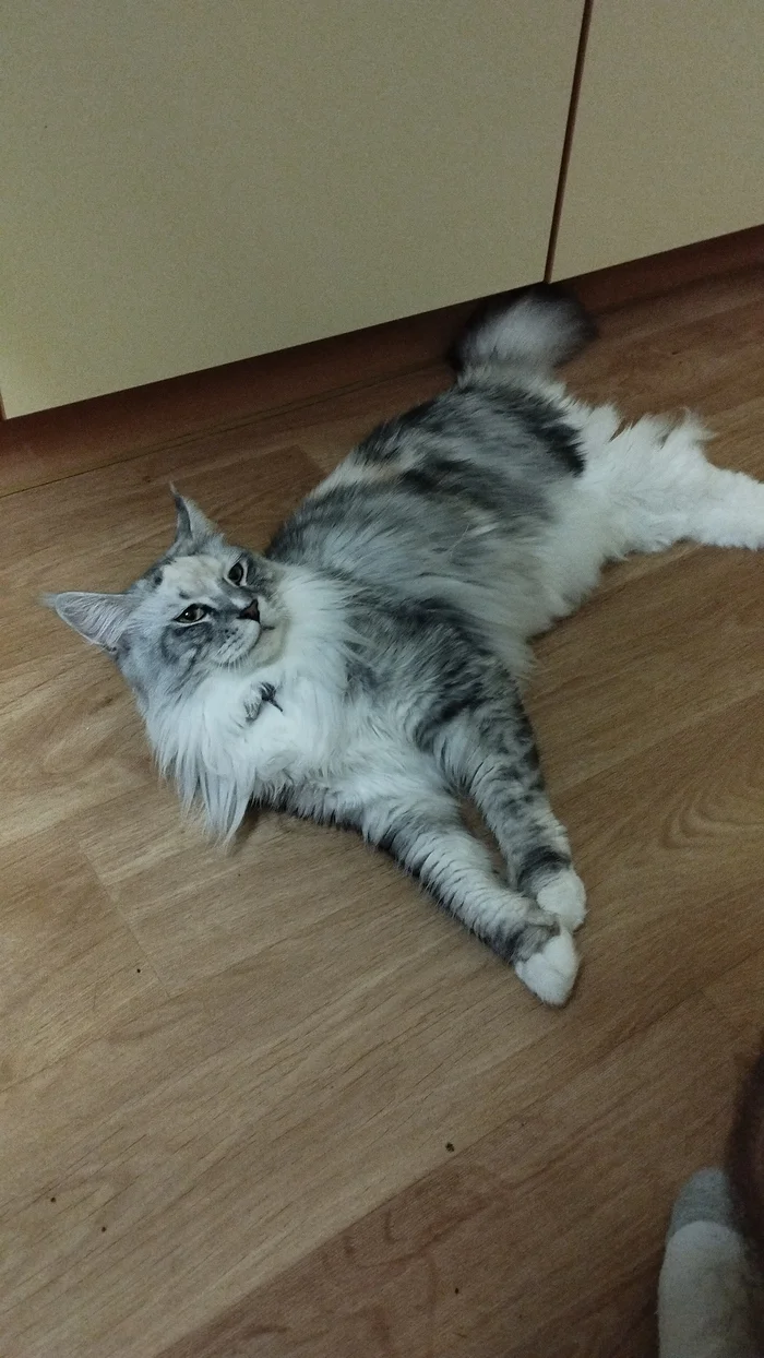 Skoda - My, Maine Coon, cat, Big cats, Longpost