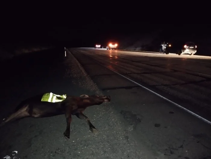 Accident with a female moose - Elk, Road accident, Negative, Amur region, Wild animals, Ungulates, Artiodactyls, Road safety, Track