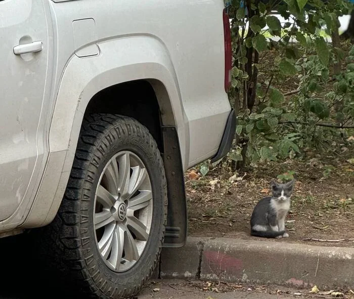 The kitten living under the car really wants to go home... - In good hands, Cat lovers, Kittens, Fluffy, cat, Pet the cat, No rating, Lost, Longpost