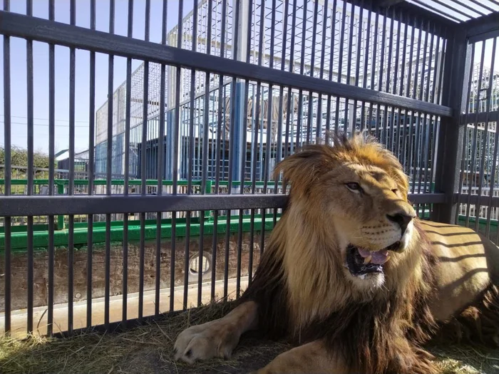 Ready to move - a lion, Transportation, Kaliningrad Zoo, Stary Oskol, Zoo, Cat family, Wild animals, Predatory animals, Big cats, Telegram (link)