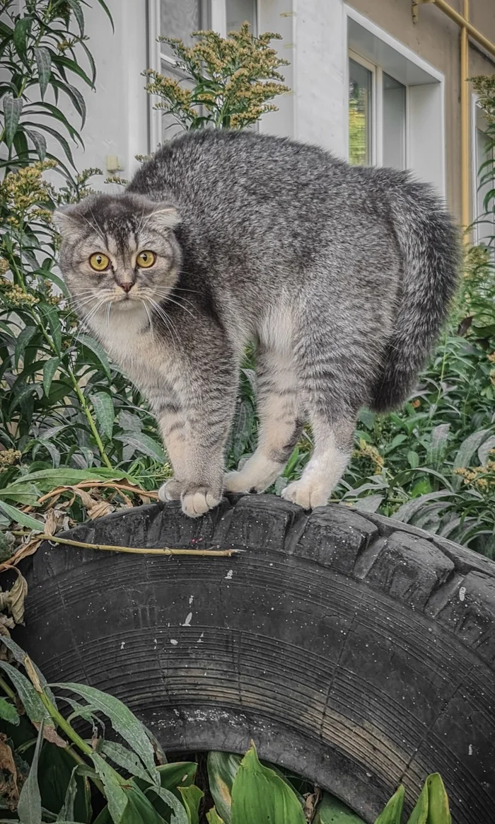 Hello! - My, cat, Pets, The fright, Mobile photography