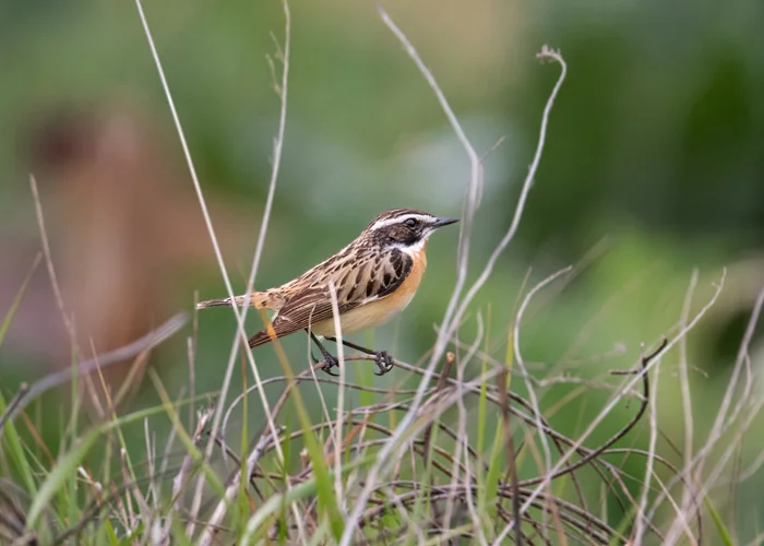 Meadow whinchat - My, Chisel, Bird watching, Photo hunting, Ornithology League, Ornithology, Steppe, Rostov region