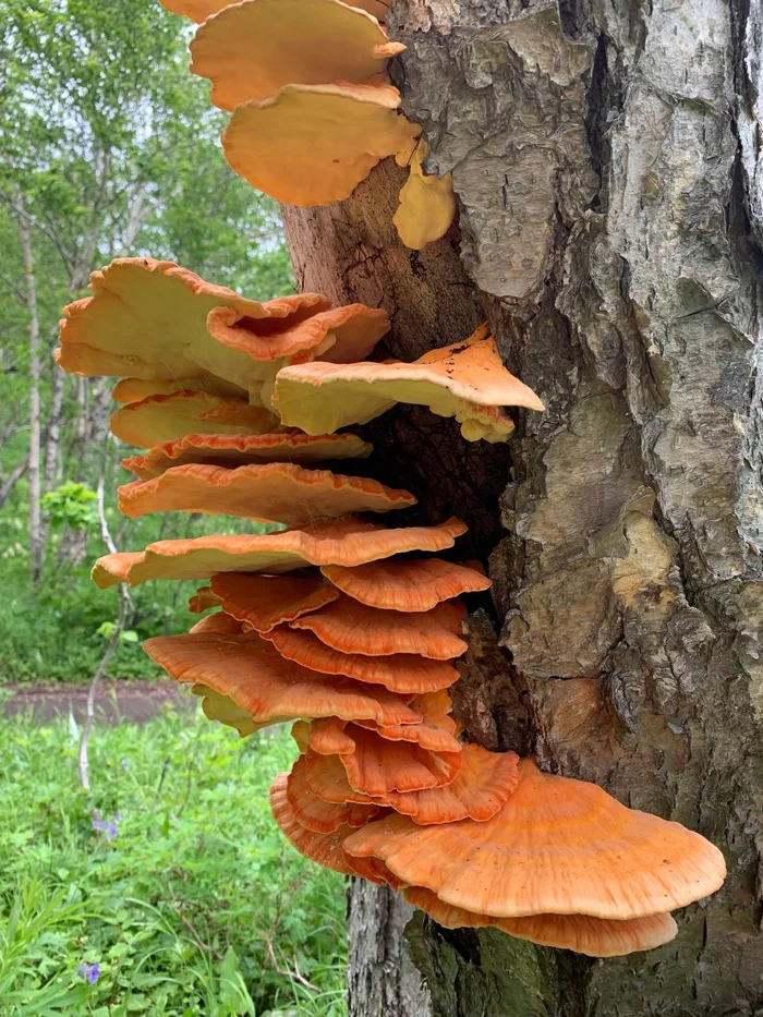 Wood Chicken - Tinder, Mushrooms, Kamchatka, The photo, wildlife, Esculent, Telegram (link), Longpost