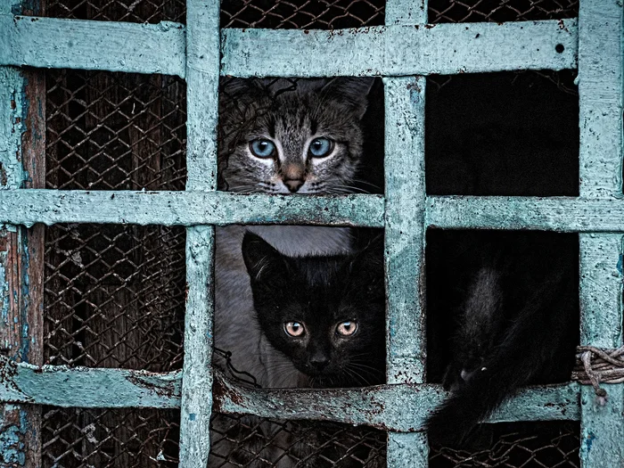 Behind bars - My, The photo, Canon, Street photography, City walk, cat, Kittens, Black cat, Beginning photographer