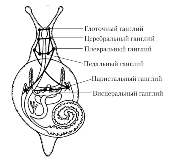 Interesting Differences Between Human, Ant, Bird, Snail, and Octopus Brains. Explains a Lot! - Brain, Animals, Insects, Wild animals, Yandex Zen, Yandex Zen (link), Longpost