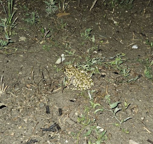 Wednesday. Toad - My, Wednesday, Toad, Novorossiysk, It Is Wednesday My Dudes, The photo