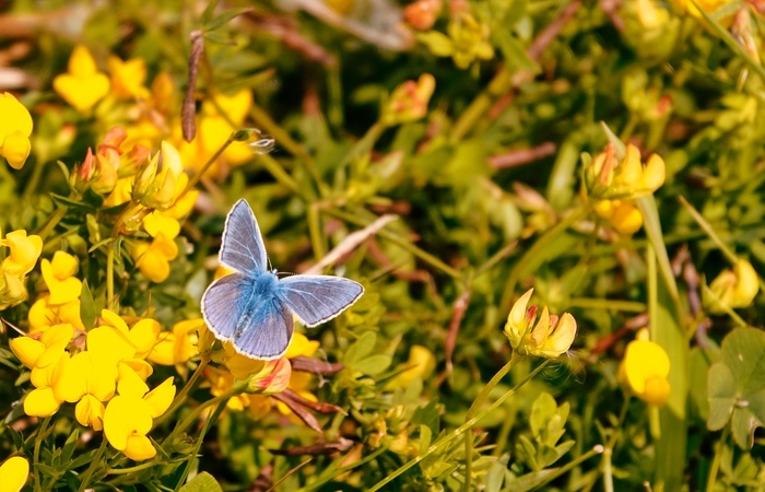 Фото сделала два дня назад - бабочки вовсю порхали, у них лето еще не закончилось.