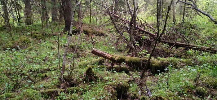 Forest of Siberia - Forest, Grass, Aesthetics