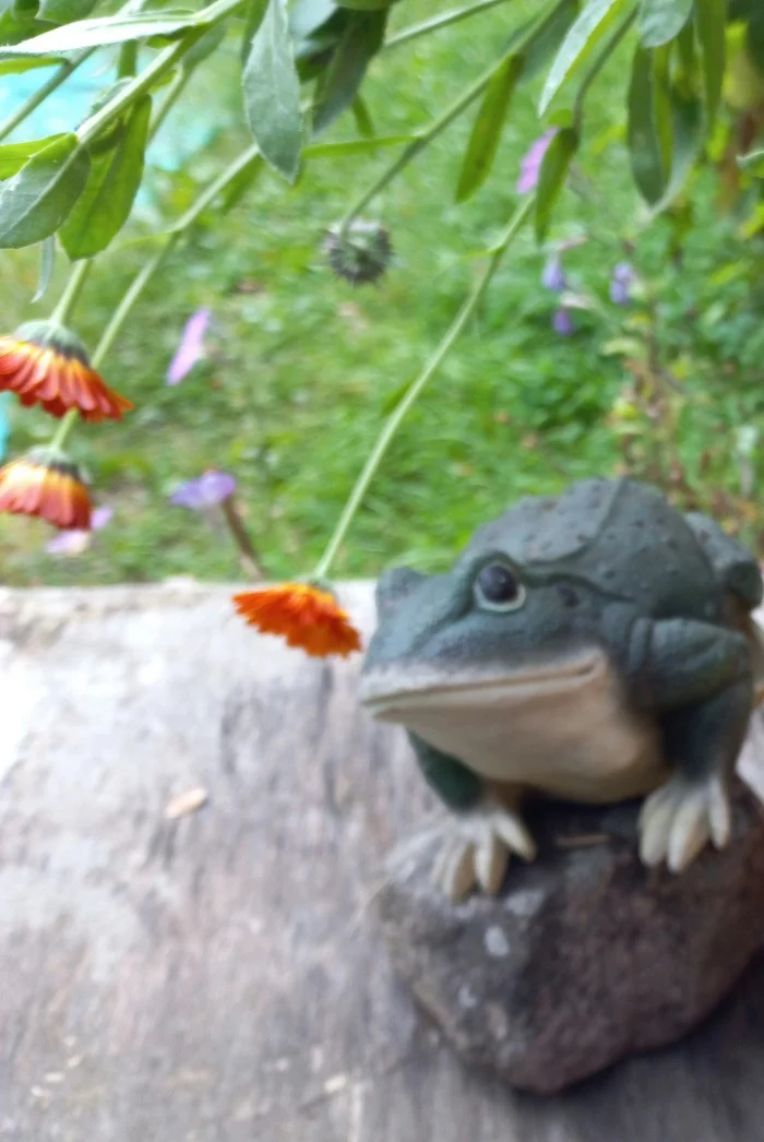 What types of surnames are there? - My, Surname, Photo on sneaker, Wednesday, Frogs