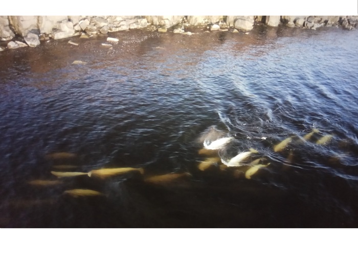 Белухи фото Кузнецова А.А.