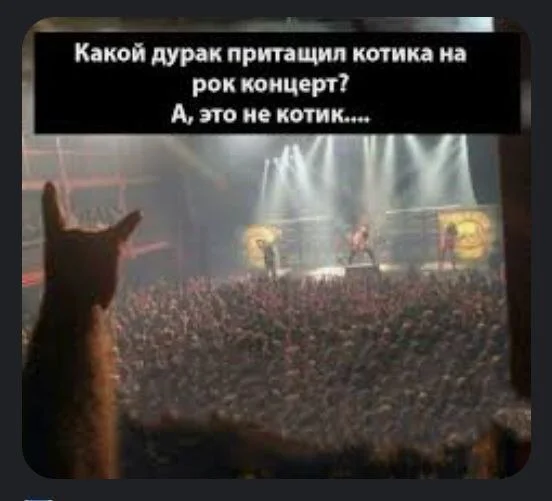 It seemed so - cat, Hardened, Picture with text, Concert, It seemed