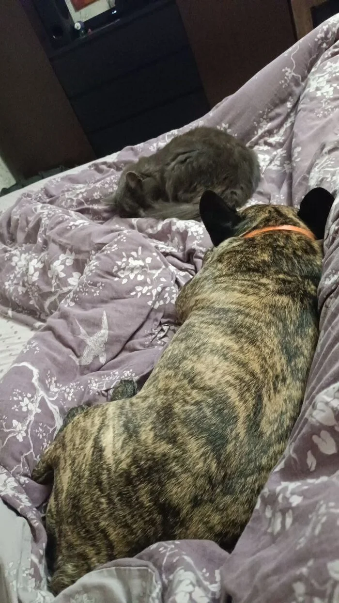 Bed occupiers - My, Pets, Dog, cat, French Bulldog, Bed