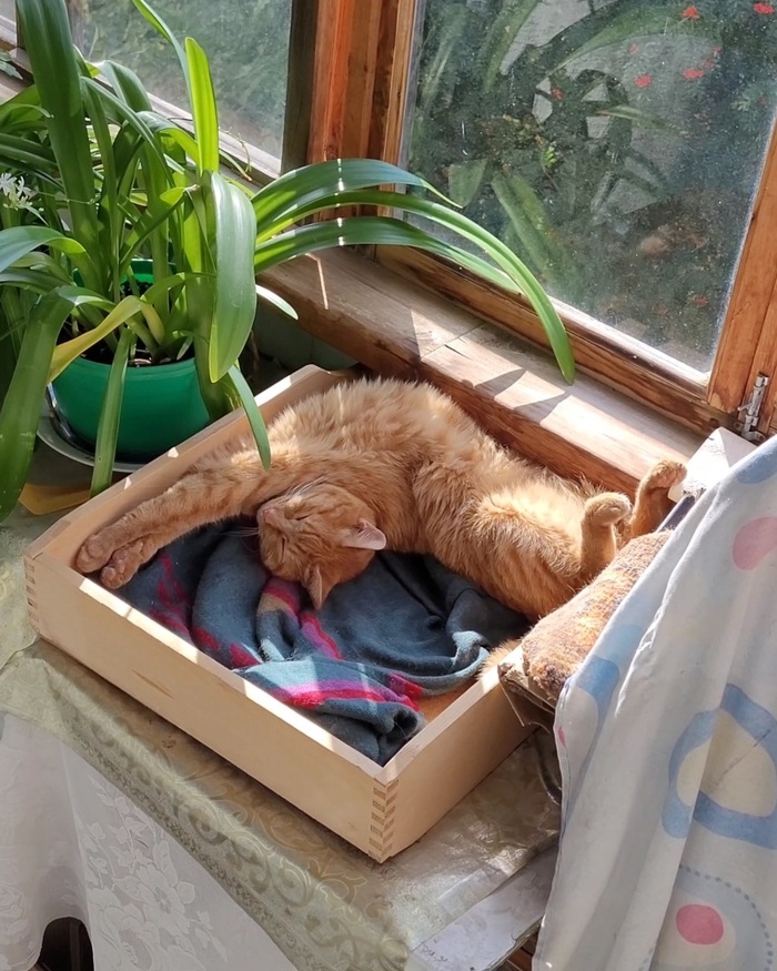 Кот принял форму ящика