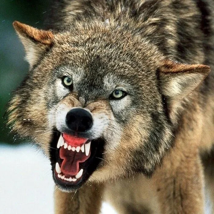 Creature - My, Situation, Wolf, Fate, Hunting, Cruelty, Danger, Care, Weapon, Murder, The rescue, Death, Fear, Life stories, Fight for survival, Tragedy, Sadness, Revenge, Puppies, Longpost, Negative