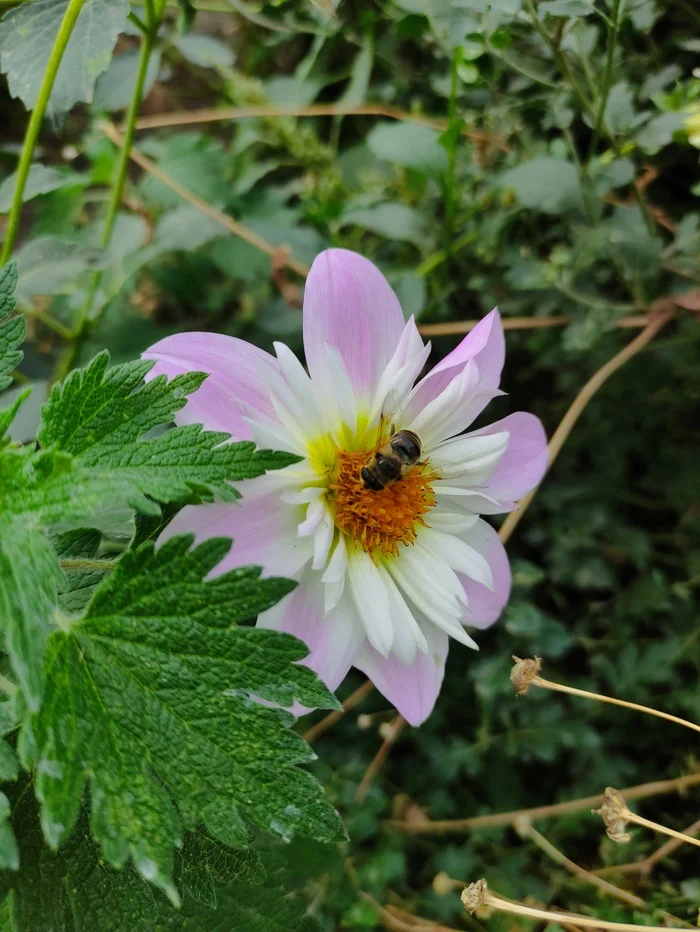 Autumn honey - My, Flowers, Nature, beauty, Bees, Autumn