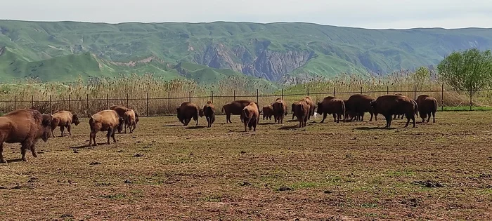 Bisons of Tajikistan - My, Wild animals, Buffalo, Work, Tajikistan, Video, Soundless, Vertical video, Longpost, Polar horns, Artiodactyls, Ungulates