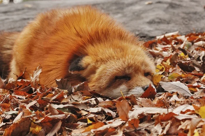 What is autumn - it's foxes... - The photo, Fox, Foliage, Autumn, Animals, In the animal world, Fluffy