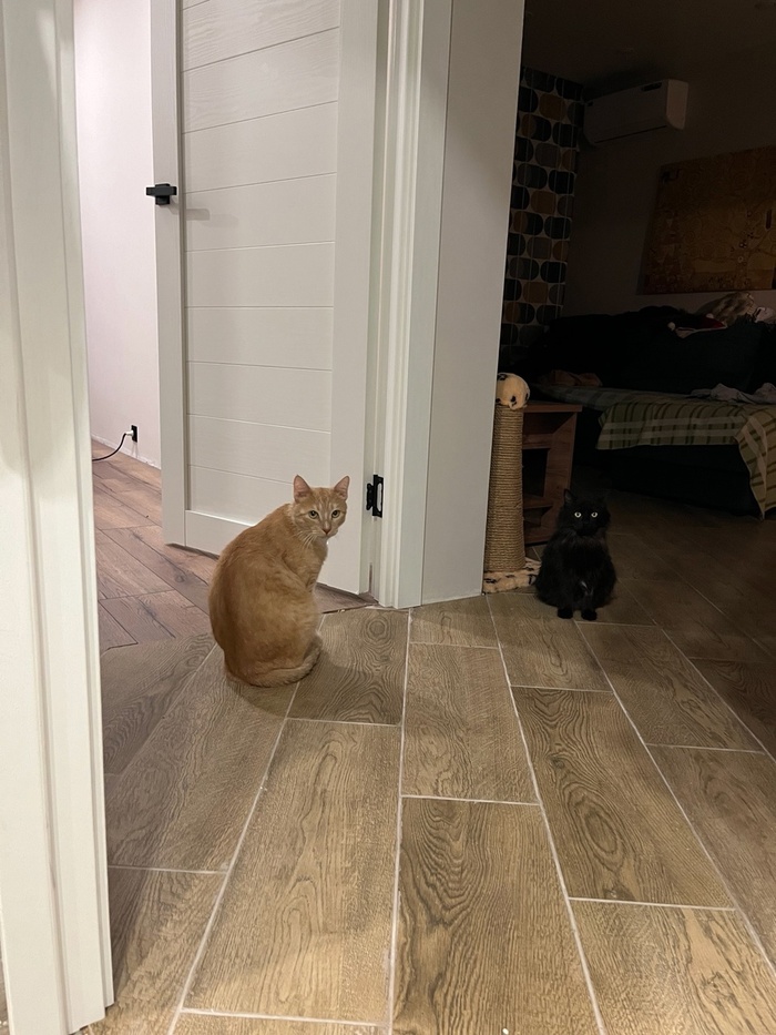 Свет и тень