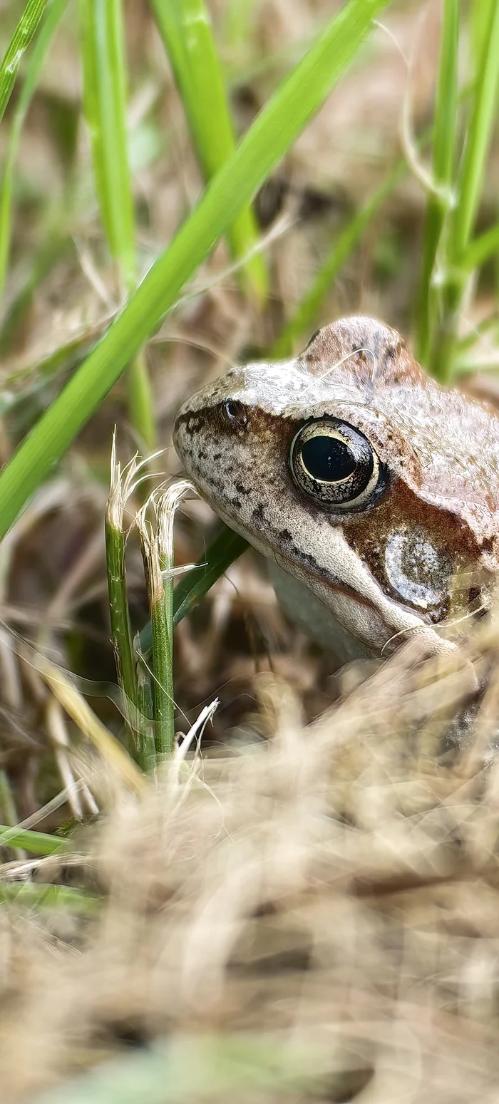 Happy Wednesday, guys. - My, Wednesday, It Is Wednesday My Dudes, Frogs, Dacha, Longpost